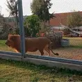 Muere el león del Tangamanga Uno