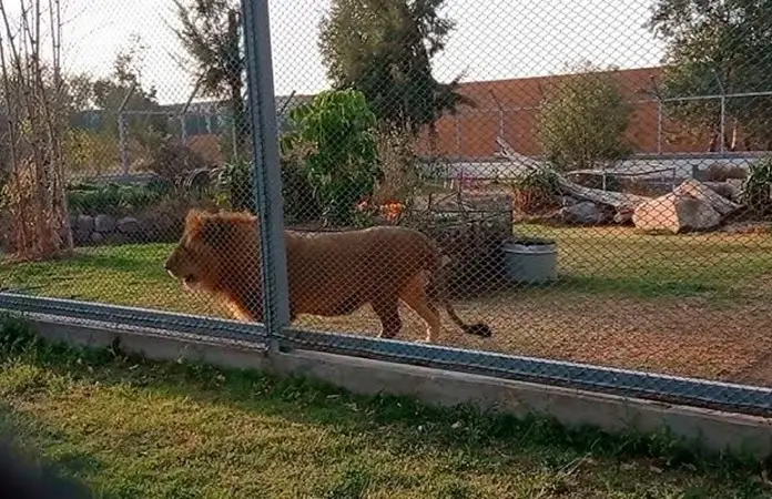 Muere león del parque Tangamanga I