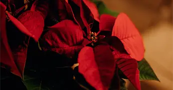 Celebraci&oacute;n del D&iacute;a Nacional de la Nochebuena en M&eacute;xico