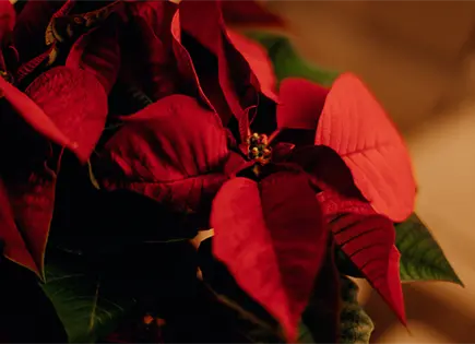 Celebración del Día Nacional de la Nochebuena en México Celebración del Día Nacional de la Nochebuena en México