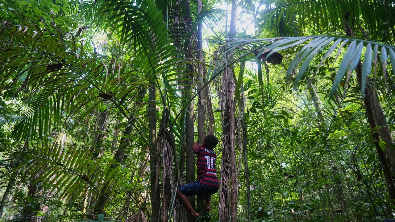 Cosecha ancestral de açaí en quilombos brasileños
