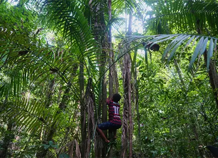 Cosecha ancestral de açaí en quilombos brasileños