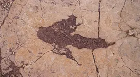 Descubren en Bolivia huellas de dinosaurios que revelan historia antigua Descubren en Bolivia huellas de dinosaurios que revelan historia antigua