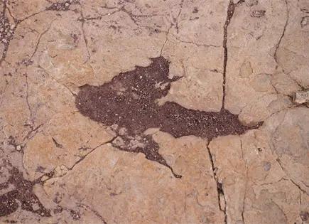 Descubren en Bolivia huellas de dinosaurios que revelan historia antigua Descubren en Bolivia huellas de dinosaurios que revelan historia antigua