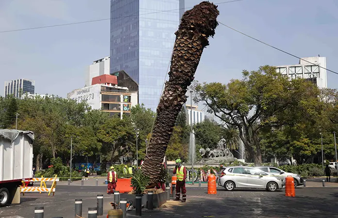 En la CDMX tumban las palmeras enfermas