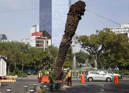 En la CDMX tumban las palmeras enfermas En la CDMX tumban las palmeras enfermas