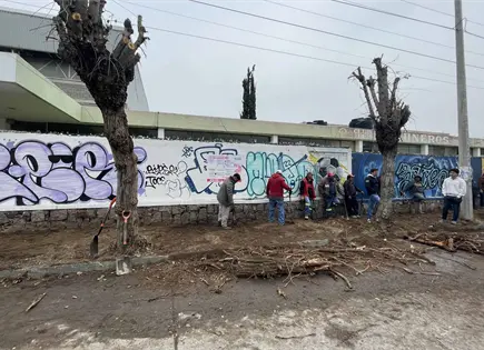 Por seguridad peatonal intervienen árboles de Coronel Romero Por seguridad peatonal intervienen árboles de Coronel Romero