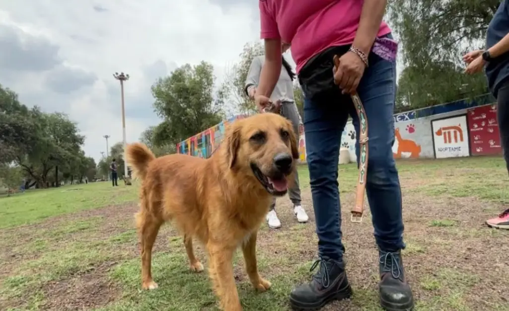 Metro rescata 11 animales exóticos y 73 mascotas en 2025