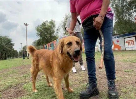 Metro rescata 11 animales exóticos y 73 mascotas en 2025