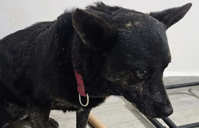 Trueno de cuetes causa paranoia en mascotas