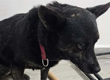 Trueno de cuetes causa paranoia en mascotas Trueno de cuetes causa paranoia en mascotas