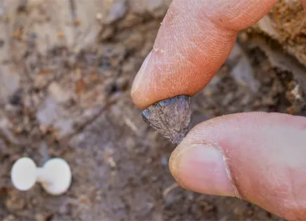 Estudio revela que los humanos usaban fuego hace 400 mil años Estudio revela que los humanos usaban fuego hace 400 mil años