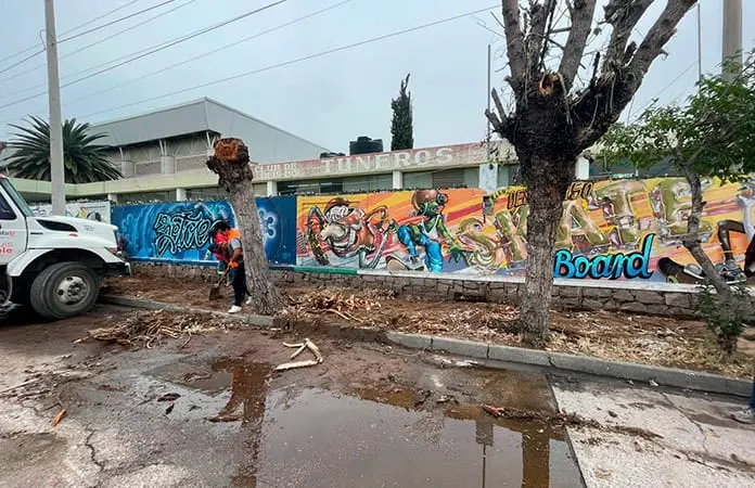 Talan árboles en C. Romero por seguridad