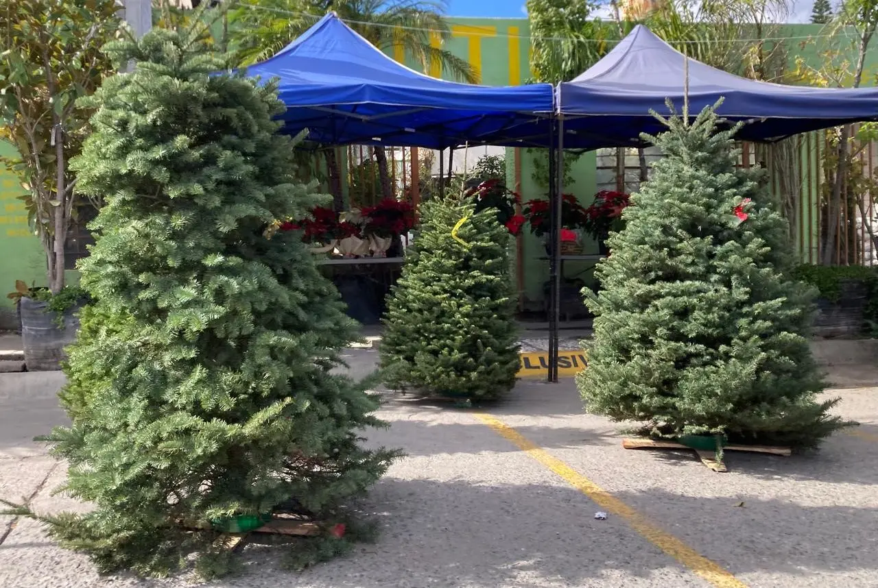 Foto: Alberto Martínez/Pulso