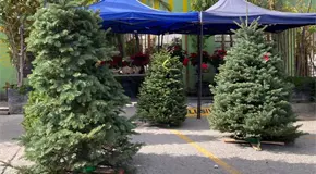 Habilitarán programa de recolección de pinos naturales