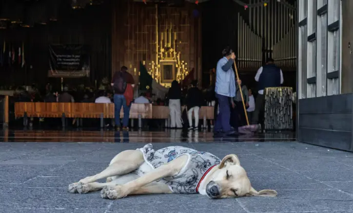 Operativo "Perro Peregrino": rescatan a decenas de canes abandonados