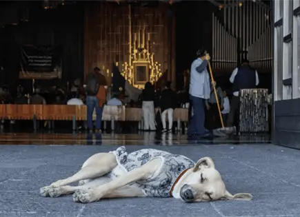 Operativo "Perro Peregrino": rescatan a decenas de canes abandonados Operativo "Perro Peregrino": rescatan a decenas de canes abandonados