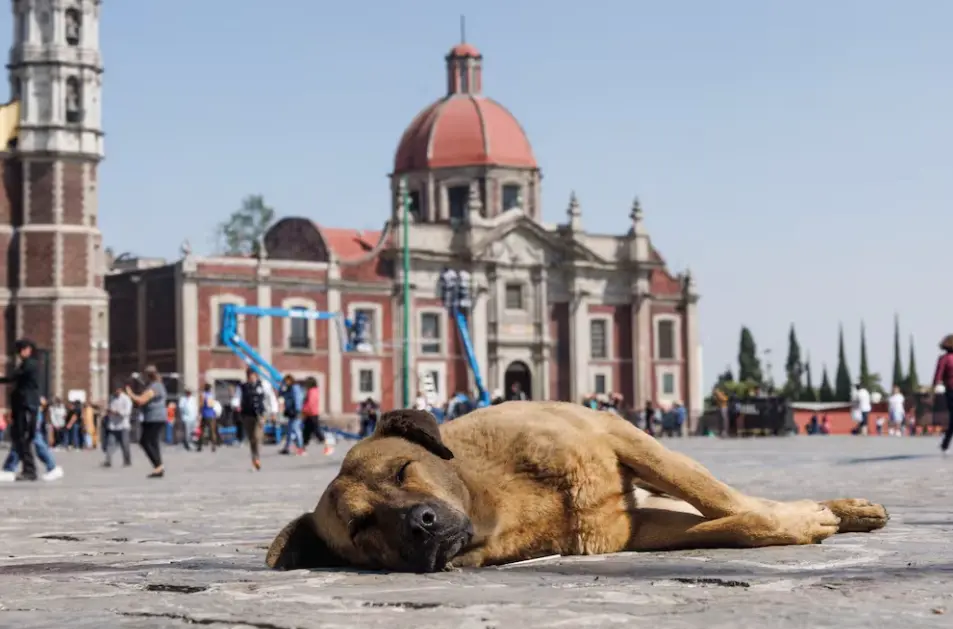 Foto: Yaretzy M. Osnaya/ EL UNIVERSAL