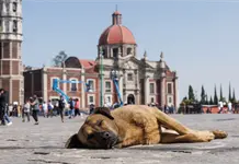 Perros peregrinos, una tendencia este 12 de diciembre