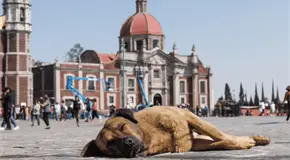 Perros peregrinos, una tendencia este 12 de diciembre Perros peregrinos, una tendencia este 12 de diciembre