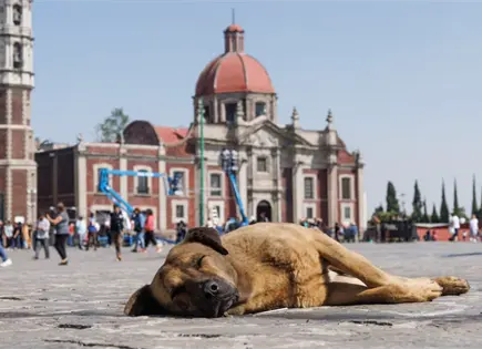 Perros peregrinos, una tendencia este 12 de diciembre Perros peregrinos, una tendencia este 12 de diciembre