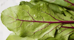 Acelga: la verdura de hoja verde ideal para fortalecer tu salud en invierno