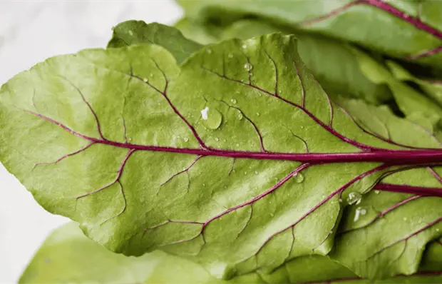 Acelga: la verdura de hoja verde ideal para fortalecer tu salud en invierno