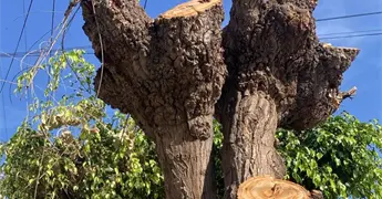 Defiende Azuara ajuste de sanciones por tala o poda de &aacute;rboles