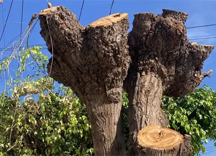 Defiende Azuara ajuste de sanciones por tala o poda de árboles Defiende Azuara ajuste de sanciones por tala o poda de árboles