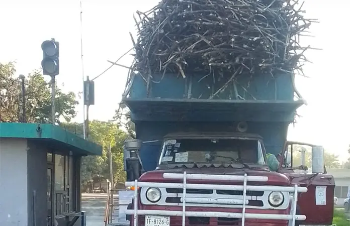 Entra a batey primera carga de caña en IPA