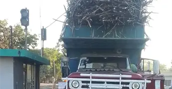 Entra a batey primera carga de ca&ntilde;a en IPA