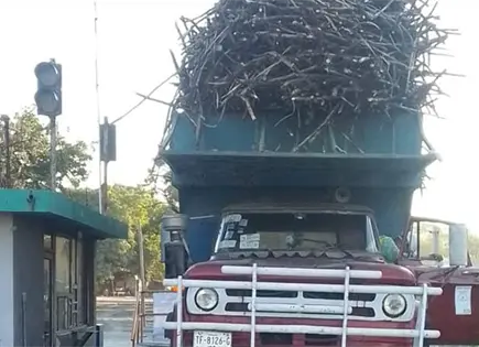 Entra a batey primera carga de caña en IPA Entra a batey primera carga de caña en IPA