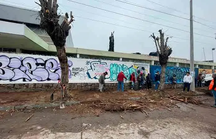 "Conservación de árboles no es acción recaudatoria"