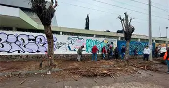 "Conservaci&oacute;n de &aacute;rboles no es acci&oacute;n recaudatoria"