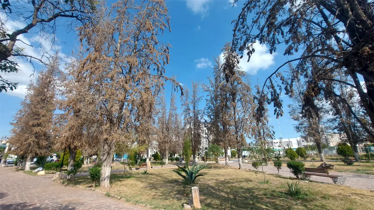 Inicia reforestación gradual en el parque Juan Ruiz de Alarcón