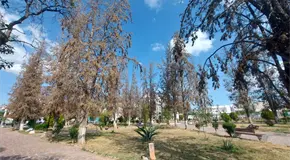 Inicia reforestaci&oacute;n gradual en el parque Juan Ruiz de Alarc&oacute;n
