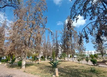 Inicia reforestación gradual en el parque Juan Ruiz de Alarcón Inicia reforestación gradual en el parque Juan Ruiz de Alarcón