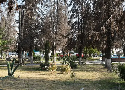 Inicia reforestación gradual en el parque Juan Ruiz de Alarcón Inicia reforestación gradual en el parque Juan Ruiz de Alarcón