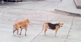 La quema de pirotecnia, mortal para las mascotas