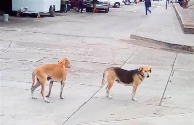 La quema de pirotecnia, mortal para las mascotas