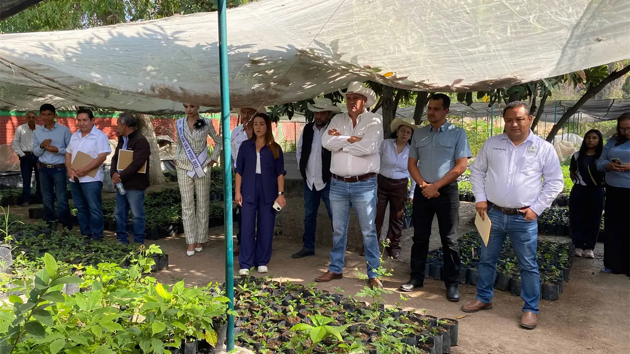 Productores de la Huasteca reciben plantas para renovar cafetales