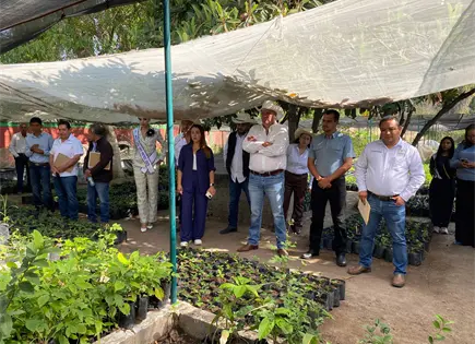 Productores de la Huasteca reciben plantas para renovar cafetales Productores de la Huasteca reciben plantas para renovar cafetales