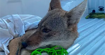 Rescatan coyote que fue atropellado