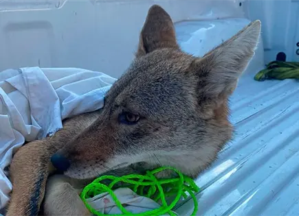 Rescatan coyote que fue atropellado Rescatan coyote que fue atropellado