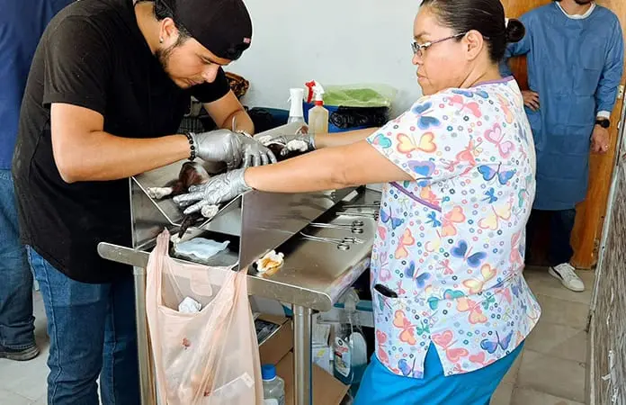Suspenderán campaña de esterilización canina