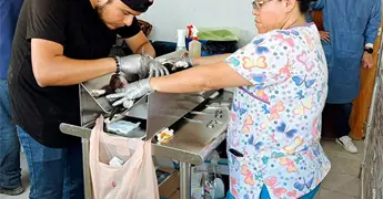 Suspender&aacute;n campa&ntilde;a de esterilizaci&oacute;n canina