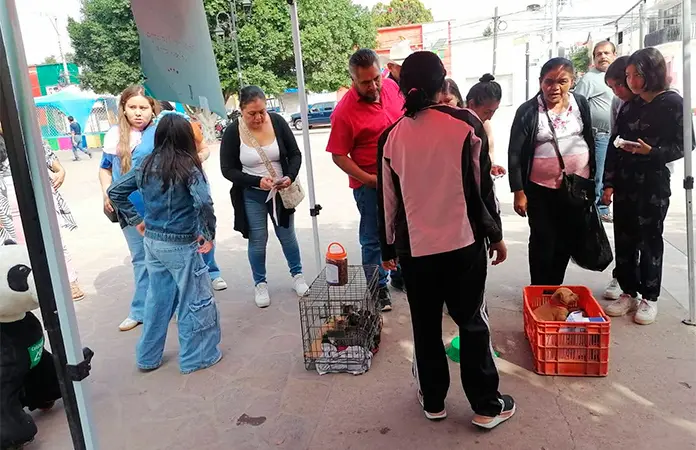 Un éxito, campaña Adopta un amigo