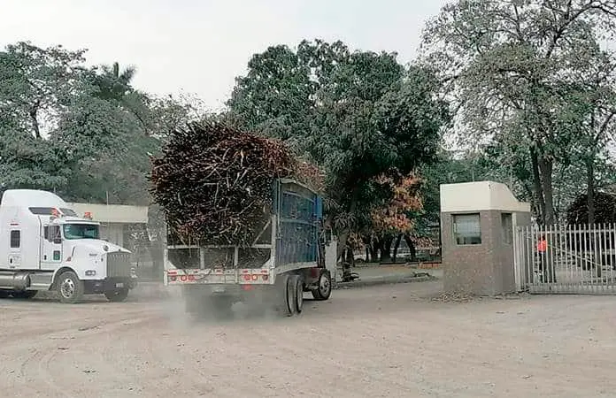 Por fin inicia la zafra en el IPA