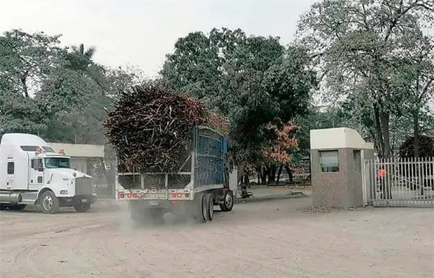 Por fin inicia la zafra en el IPA