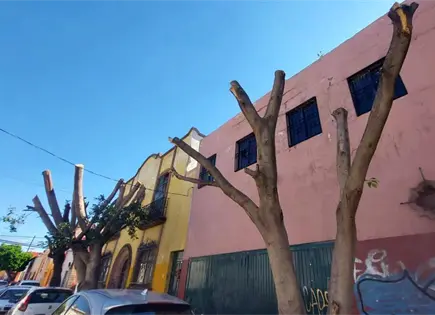 Sancionan a vecino de Parrodi por poda de &aacute;rboles